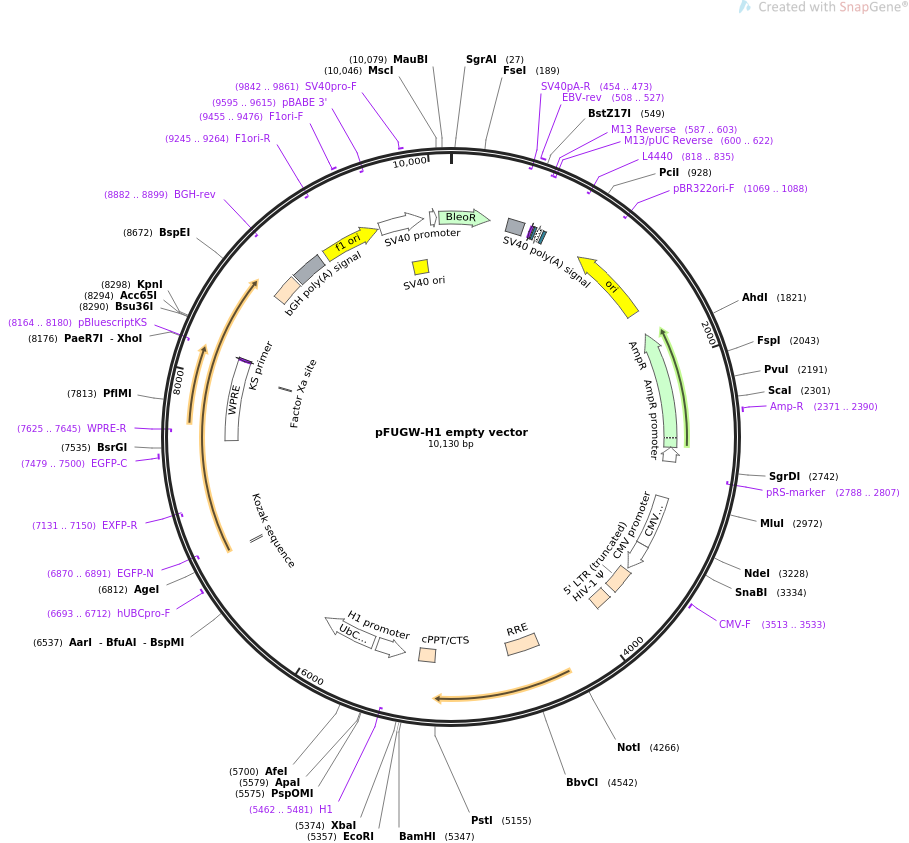 pFUGW-H1 empty vector质粒图谱